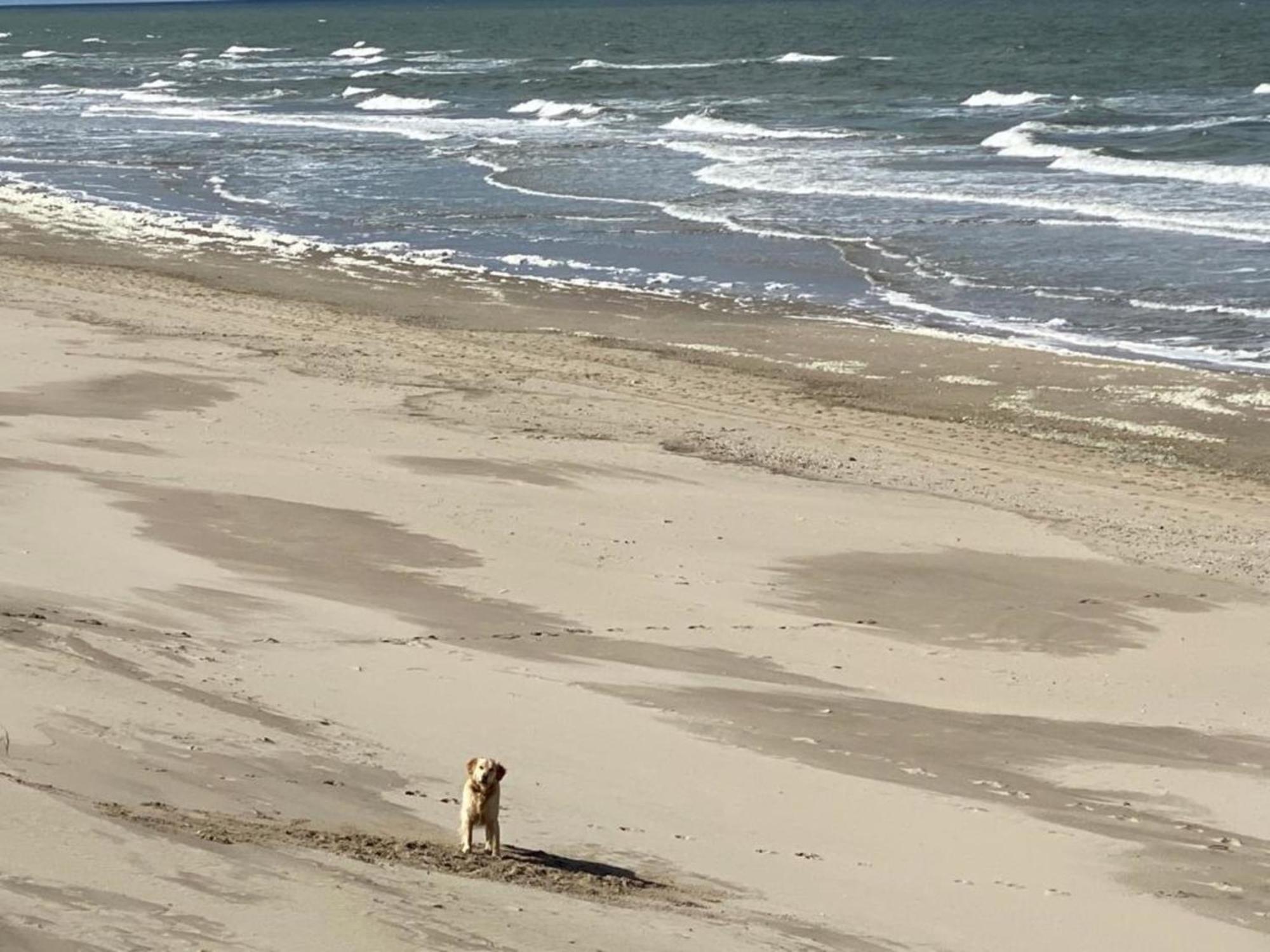 Natur Pur, O4 Neues Ferienhaus Natureingebunden, Familien- Und Hundefreundlich Eingezaeunt Callantsoog Dış mekan fotoğraf